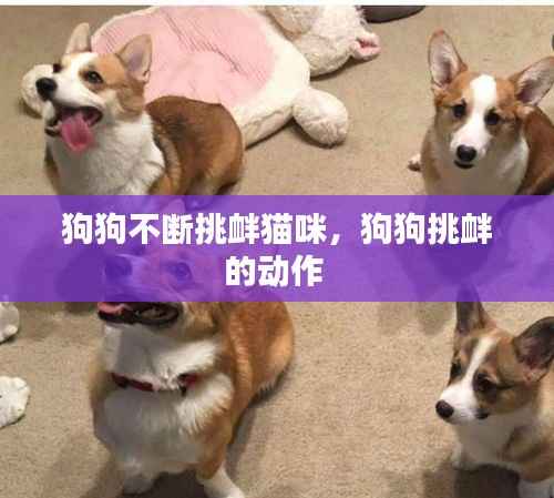 狗狗不断挑衅猫咪,狗狗挑衅的动作