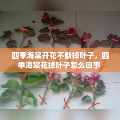 四季海棠开花不断掉叶子,四季海棠花掉叶子怎么回事