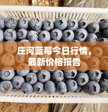庄河蓝莓今日行情,最新价格报告