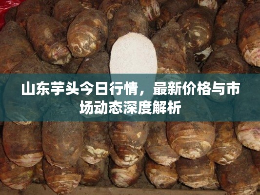 山东芋头今日行情,最新价格与市场动态深度解析