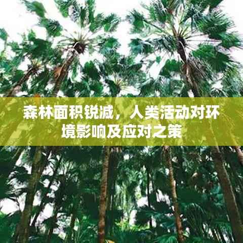 森林面积锐减,人类活动对环境影响及应对之策