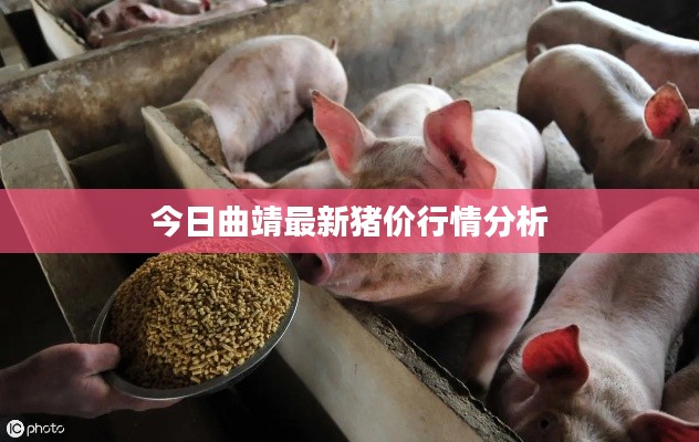 今日曲靖最新猪价行情分析