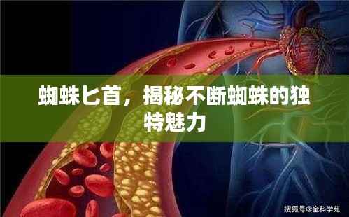 蜘蛛匕首，揭秘不断蜘蛛的独特魅力