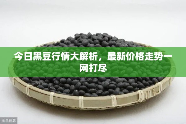 今日黑豆行情大解析,最新价格走势一网打尽