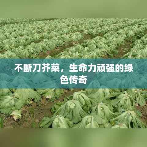 不断刀芥菜,生命力顽强的绿色传奇