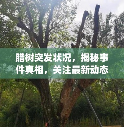腊树突发状况,揭秘事件真相,关注最新动态