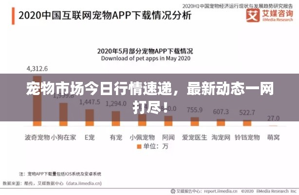 宠物市场今日行情速递,最新动态一网打尽!