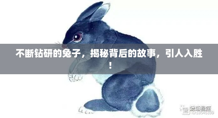 不断钻研的兔子,揭秘背后的故事,引人入胜!