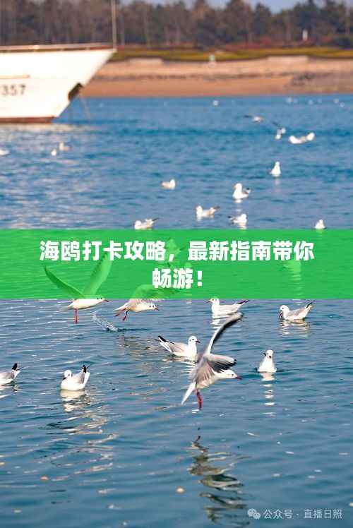 海鸥打卡攻略,最新指南带你畅游!
