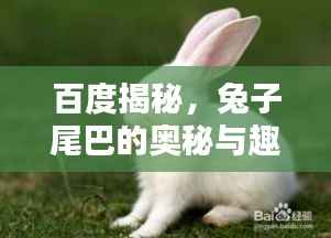 百度揭秘，兔子尾巴的奥秘与趣味！
